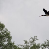 Schwarzstorch über dem Baldaufweiher